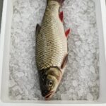 Rohu Fish Per Kg – Färsk & Perfekt för Sydasiatiska Rätter