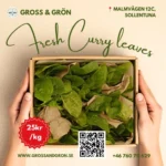 Fresh Curry Leaves Kari pata