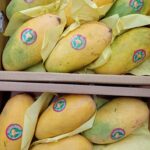 Fresh Pakistani Mangoes